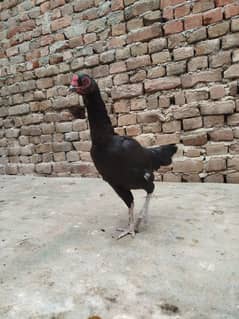 aseel hen for sale