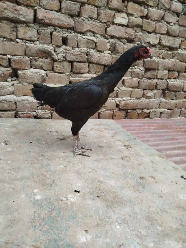 aseel hen for sale 1