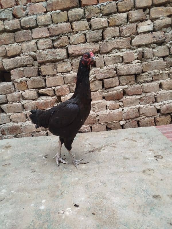 aseel hen for sale 2