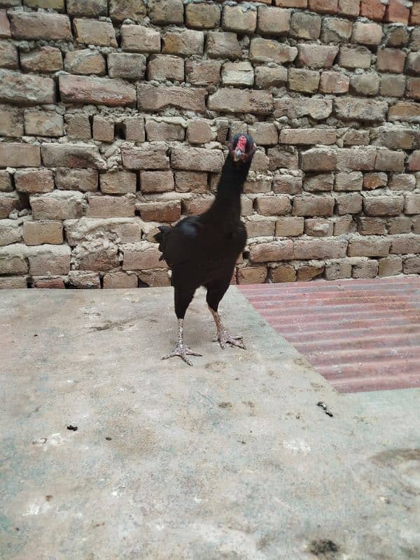 aseel hen for sale 3