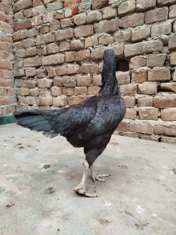 aseel hen for sale 4