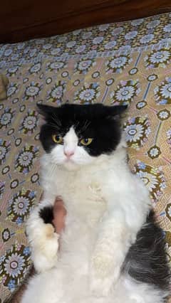 Male cat available for breeding