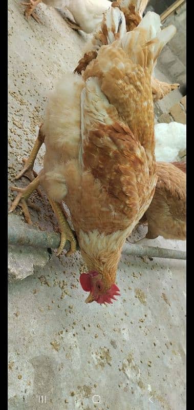 Golden Misri | Hens | hen pair | Murgy | مرغ 1