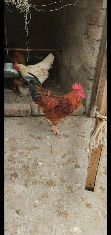 Golden Misri | Hens | hen pair | Murgy | مرغ 2