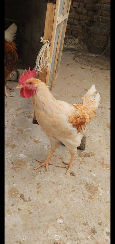 Golden Misri | Hens | hen pair | Murgy | مرغ 3