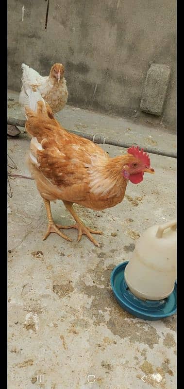 Golden Misri | Hens | hen pair | Murgy | مرغ 4