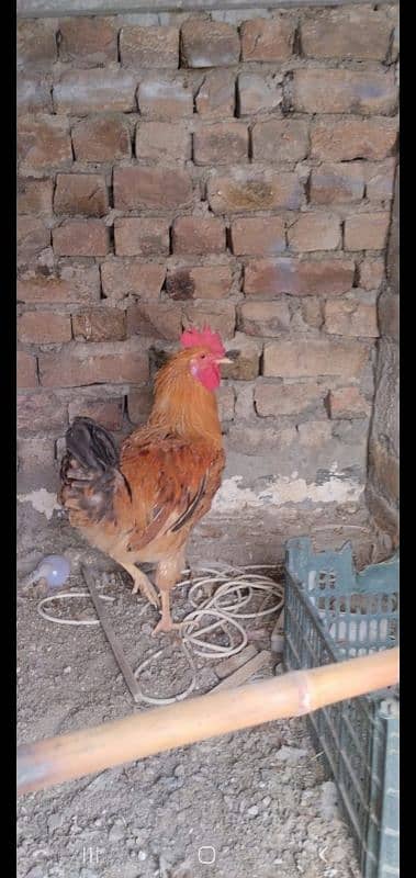 Golden Misri | Hens | hen pair | Murgy | مرغ 5