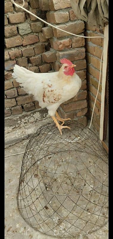 Golden Misri | Hens | hen pair | Murgy | مرغ 6