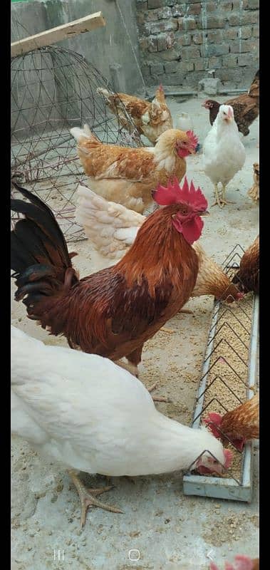 Golden Misri | Hens | hen pair | Murgy | مرغ 7