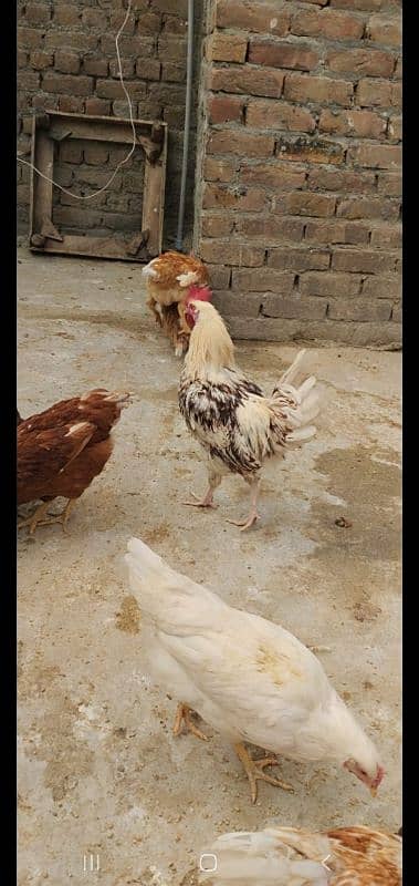 Golden Misri | Hens | hen pair | Murgy | مرغ 8