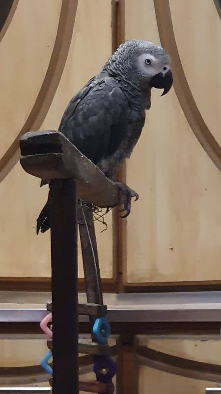 African grey parrot male 0