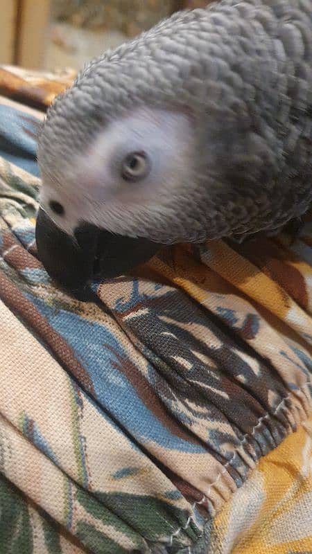 African grey parrot male 1