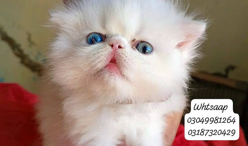 pure persian piki face female from CFA piki/peke bloodline 8