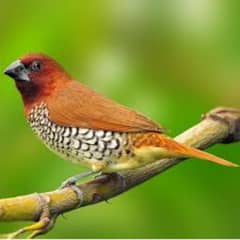 scaly breasted munia, Spice finch and Latino gouldian0324_4474405