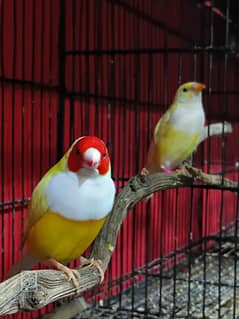 scaly breasted munia, Spice finch and Latino gouldian0324_4474405