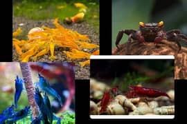 Red, Yellow, Blue shrimps/ Betta fish /snails