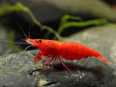 Maryblood shrimp, Crayfish, Snail, betta