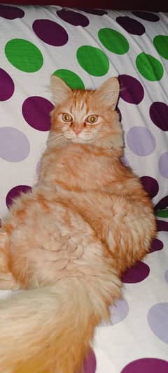 Triple Coat Persian Female For sale