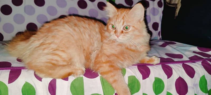 Triple Coat Persian Female For sale 2