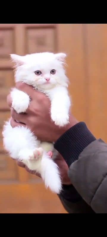 Persian / Kitten / Triple coat / Cute Cat / Fluffy Cat / small kitten 1