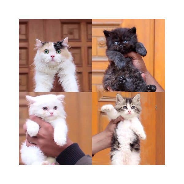 Persian / Kitten / Triple coat / Cute Cat / Fluffy Cat / small kitten 2