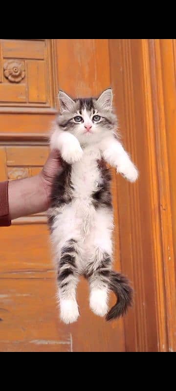 Persian / Kitten / Triple coat / Cute Cat / Fluffy Cat / small kitten 13