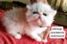 pure persian female kitten piki face odd eye CFA piki/peke bloodline