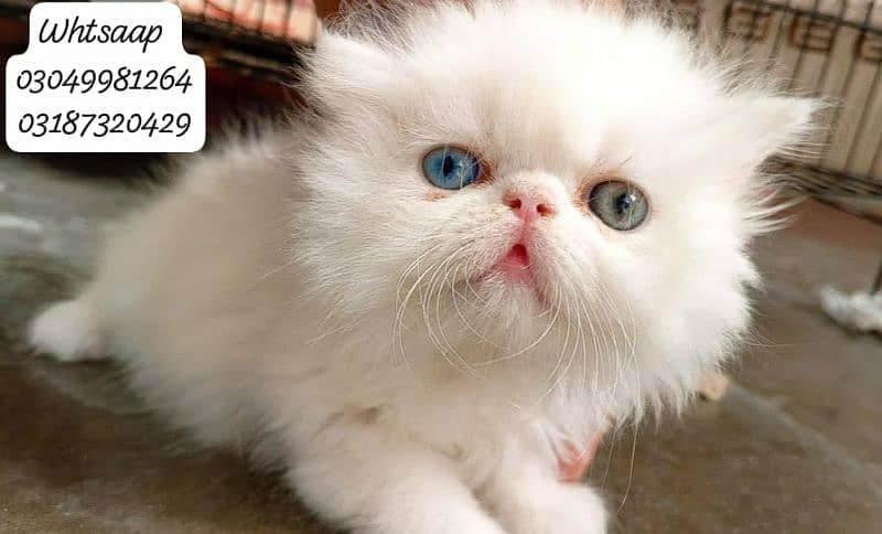 pure persian female kitten piki face odd eye CFA piki/peke bloodline 1