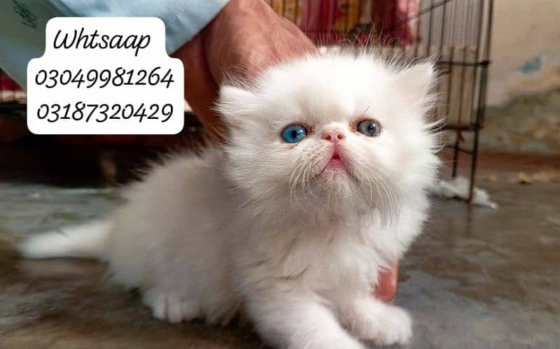 pure persian female kitten piki face odd eye CFA piki/peke bloodline 2