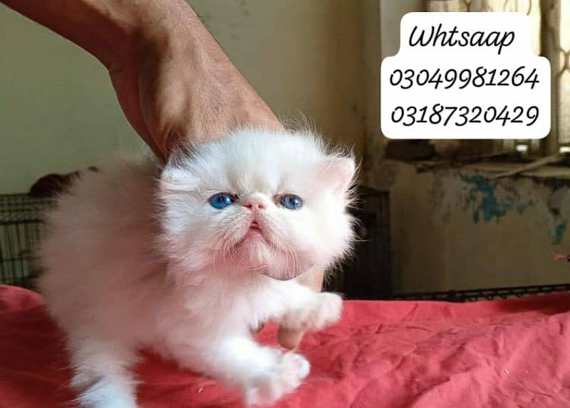 pure persian female kitten piki face odd eye CFA piki/peke bloodline 3