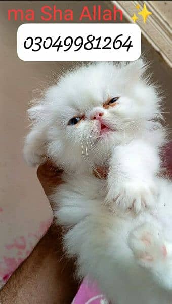 pure persian female kitten piki face odd eye CFA piki/peke bloodline 4