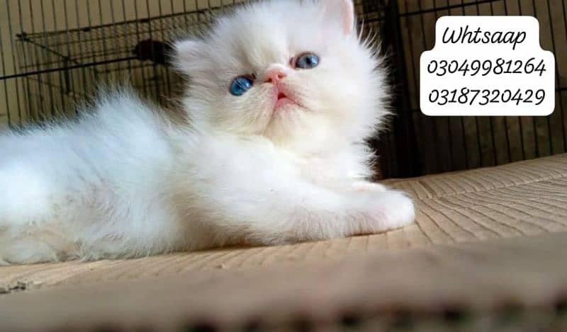 pure persian female kitten piki face odd eye CFA piki/peke bloodline 6