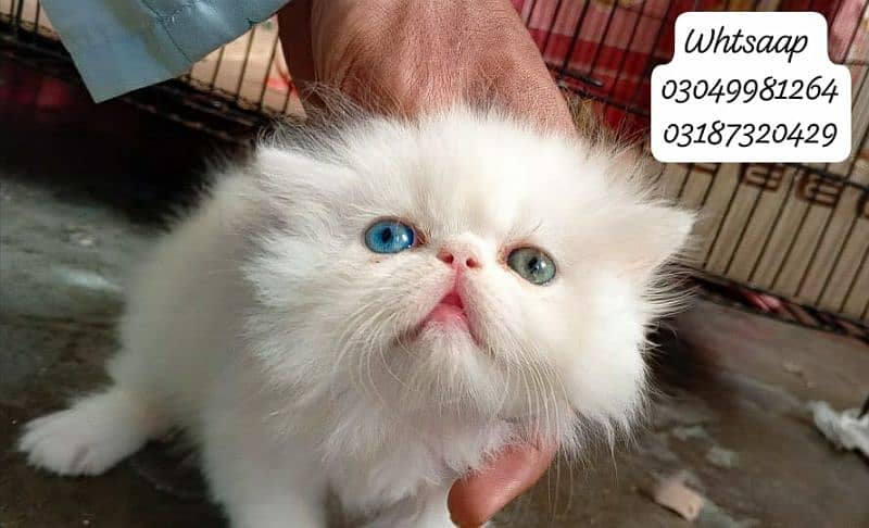 pure persian female kitten piki face odd eye CFA piki/peke bloodline 7