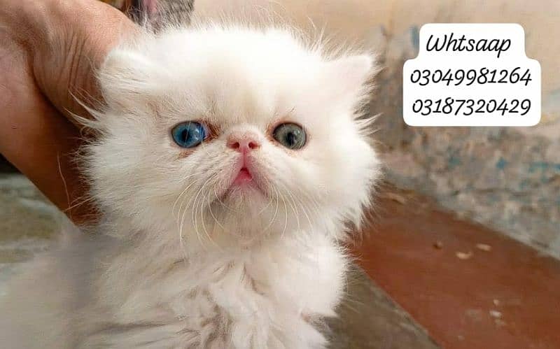 pure persian female kitten piki face odd eye CFA piki/peke bloodline 8