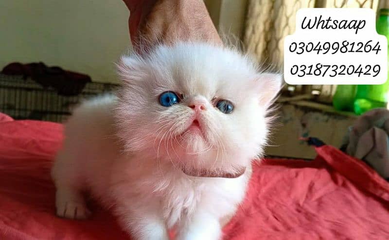 pure persian female kitten piki face odd eye CFA piki/peke bloodline 9