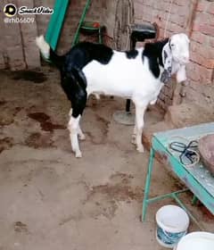 Gulabi Ablak Breeder