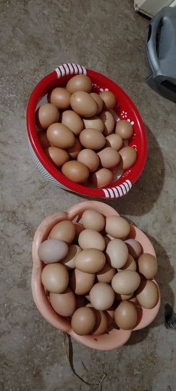 dessi eggs ghr k pure 03077027814 rabta number whtss app 0