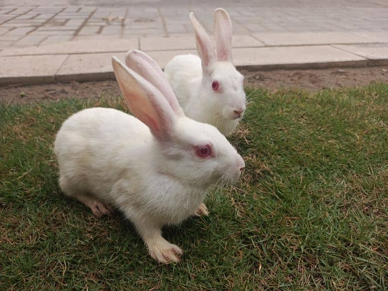 Cute active red eyes rabbit payer  :10 % of    sale 0