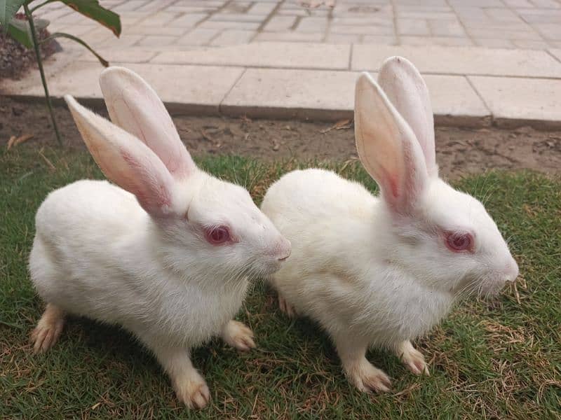 Cute active red eyes rabbit payer  :10 % of    sale 1