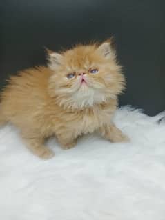 Adorable PEKE/PIKE Persian Female Kitten for Sale!