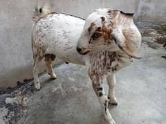 Tedda Bakra kid