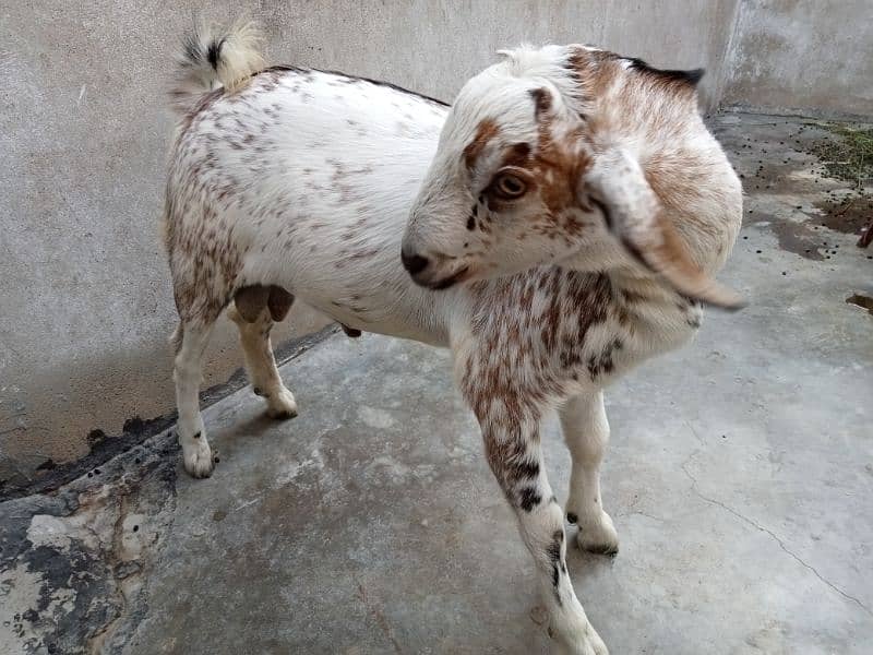 Tedda Bakra kid 0