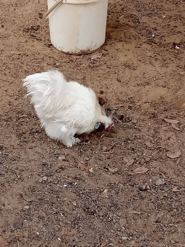 Silkie Breed 2