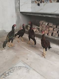 Aseel Hens /Aseel Murgay /4 Aseel pathy For Sale 0