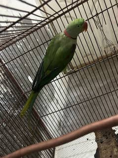 Raw parrot available for sale