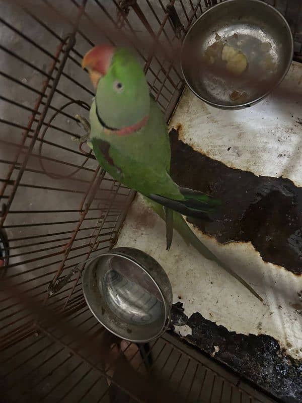 Raw parrot available for sale 2