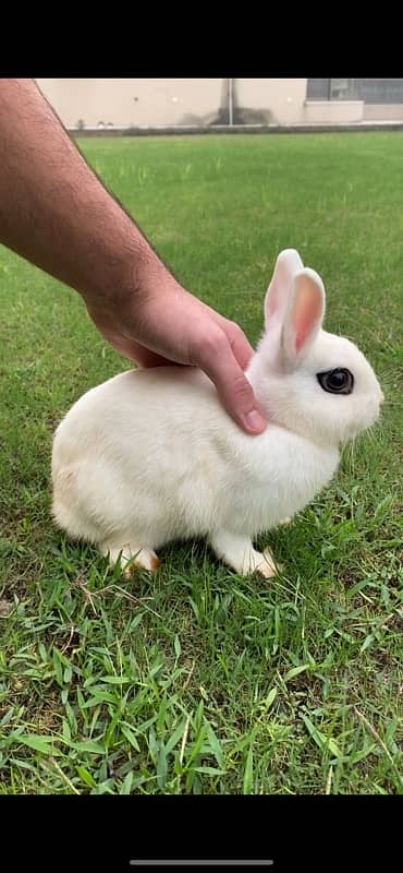 Rabbit/ rabbit for sale /  hotot rabbit / khargosh / holland hops 2