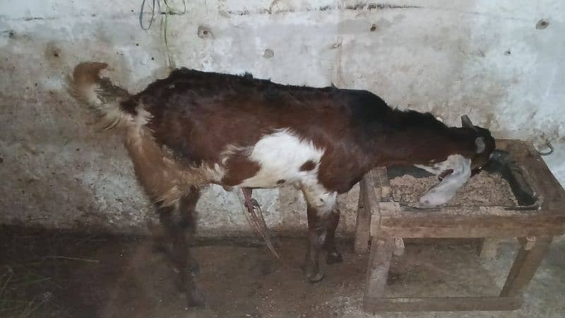 goats for sell 1