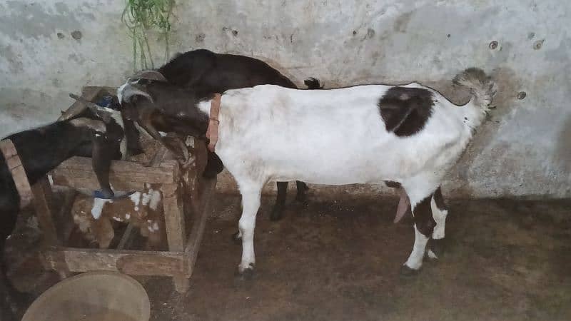 goats for sell 2