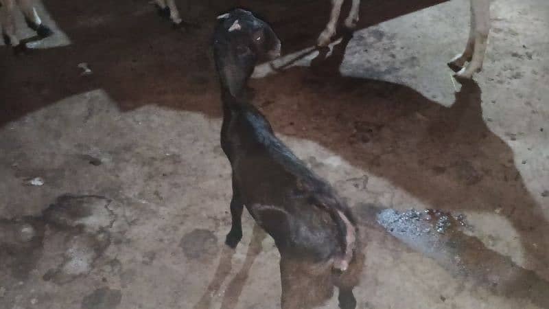 goats for sell 3